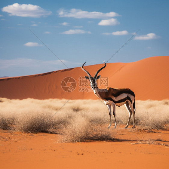 沙漠中觅食的羚羊图片