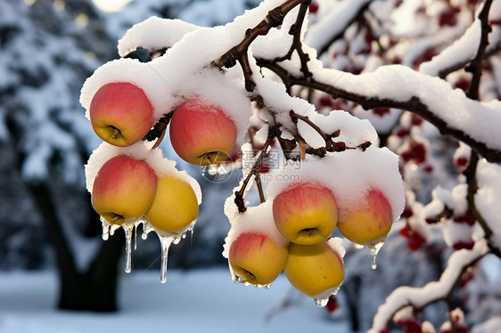 冬天的果实图片