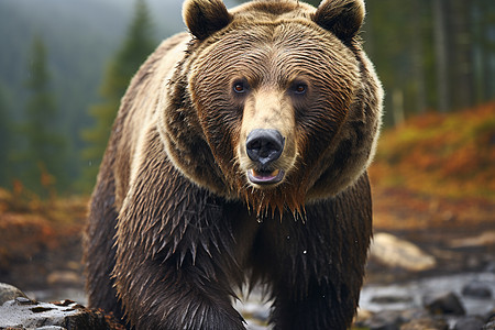 野生棕熊图片