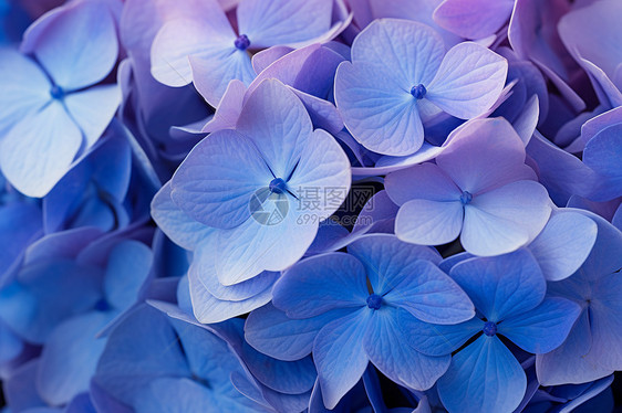 盛开的紫色绣球花图片