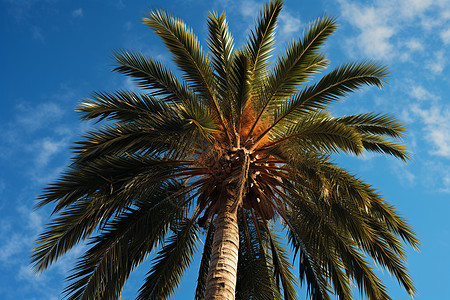 棕榈树木图片