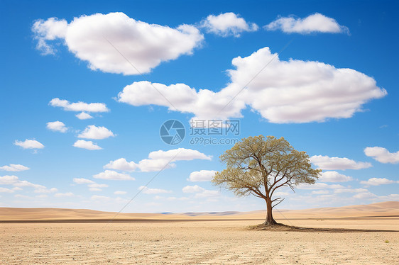 荒漠中的孤独树图片