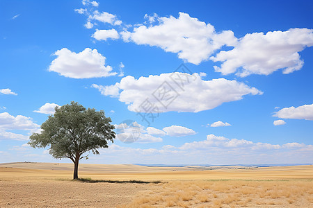 大漠孤独树背景图片