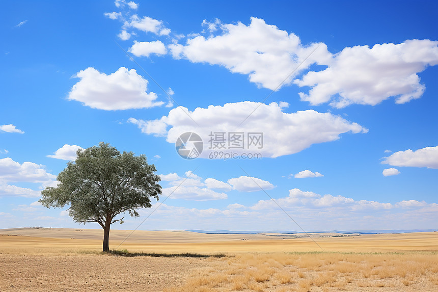 大漠孤独树图片