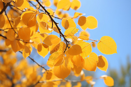 树叶免扣秋日里金黄的树叶背景