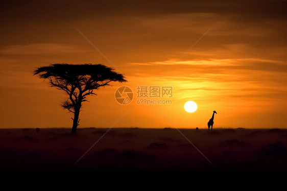 日落中的长颈鹿图片