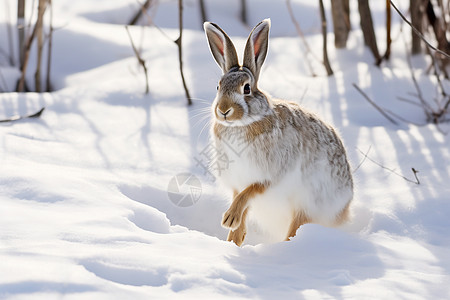 冬日中的雪兔背景