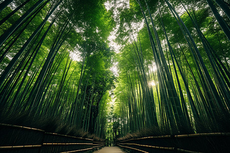 竹林中的一条道路图片