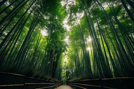 竹林中的一条道路图片