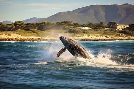 活泼跳跃的鲸鱼图片