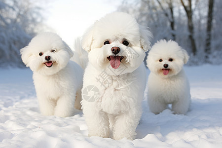 融入雪景的狗狗图片