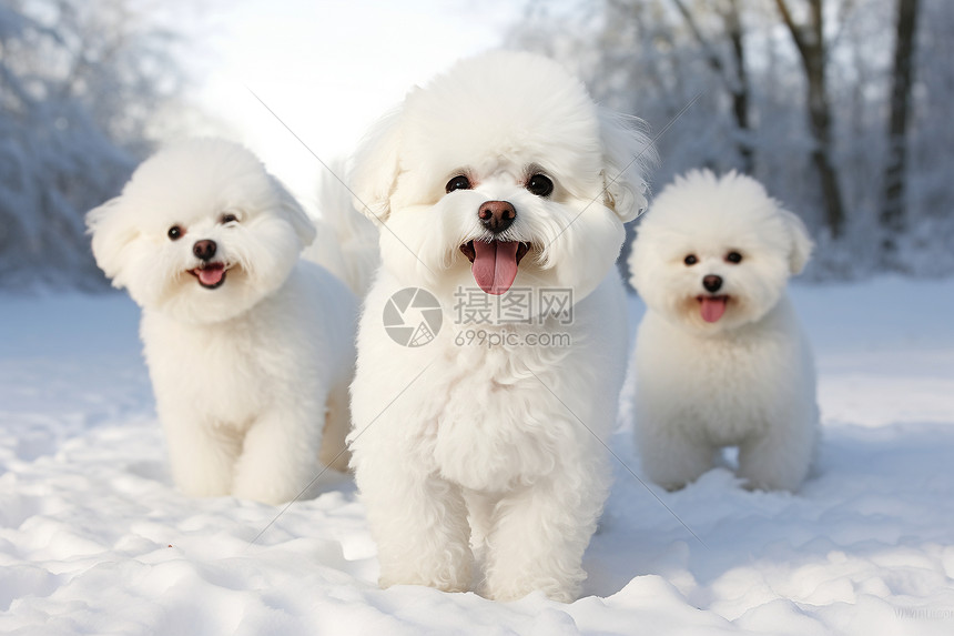 融入雪景的狗狗图片