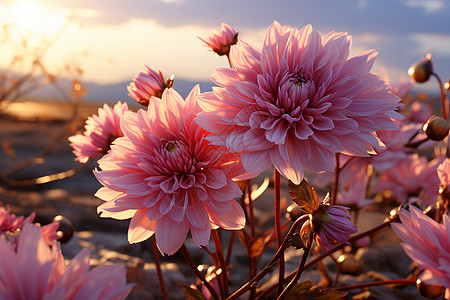 野生菊花背景