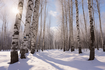 冬天光秃秃的树木图片