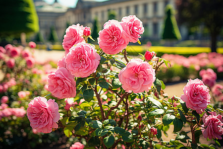 玫瑰花园图片