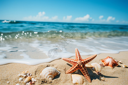 海边夏日的贝壳图片