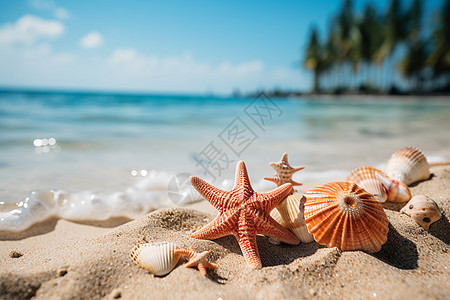 海滩上散落着的贝壳图片
