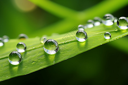 雨后树叶上的雨滴图片