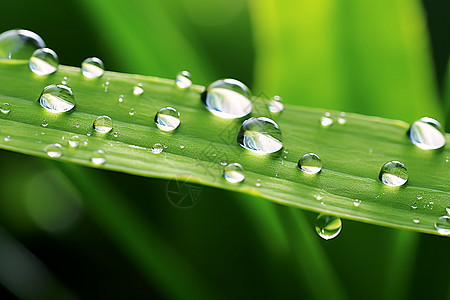 树叶上透明的雨滴图片