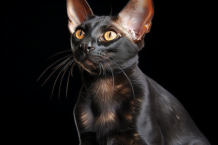 眼神明亮的猫咪背景图片