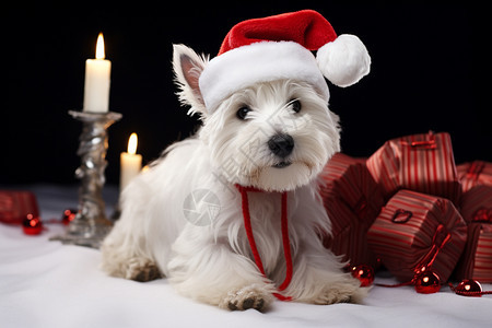 圣诞节装饰的西高地犬图片