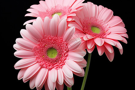 淡粉色的非洲菊背景图片
