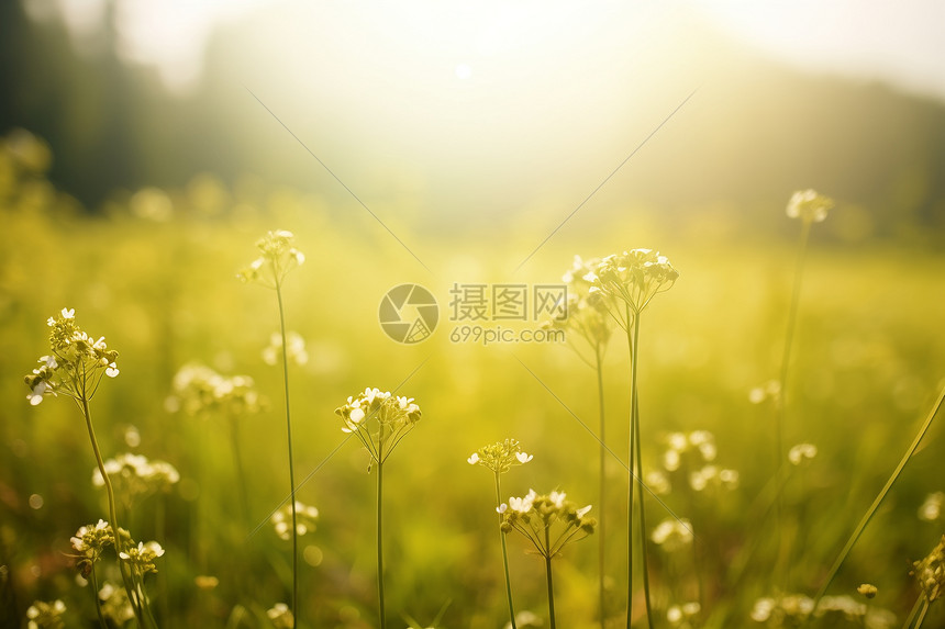 草地上蓬勃的野花图片