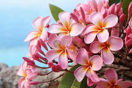 盛开的热带花朵图片