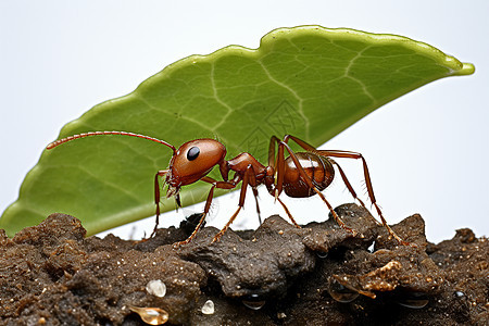 绿叶下的小蚂蚁图片