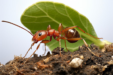 户外土地上的蚂蚁图片