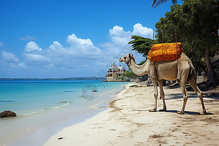 站在海边沙滩的骆驼图片