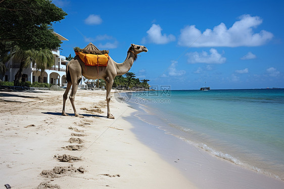 海边沙滩上的骆驼图片