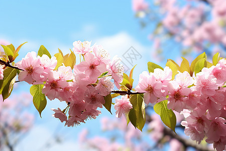 樱花盛放的季节图片