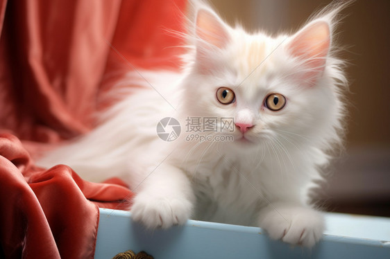 喂养的宠物猫咪图片