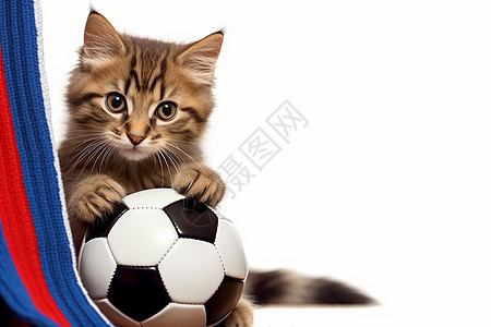 开心玩球的小猫图片