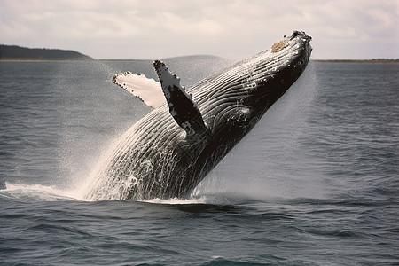 海洋生物的座头鲸背景图片