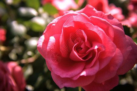 盛夏花海中盛放的粉色玫瑰图片