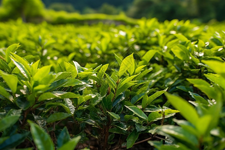 山脚下飘香的茶园图片