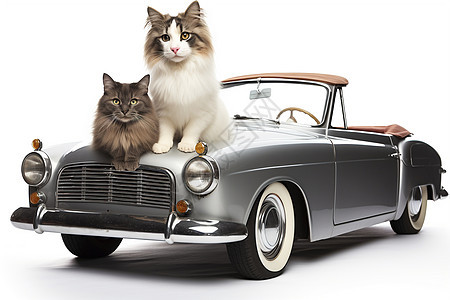 两只动物坐在汽车上图片