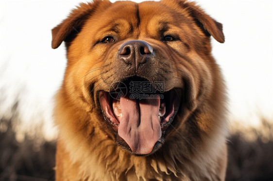 吐舌头的西藏猎犬图片