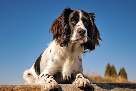 忠诚可爱的史宾格犬图片