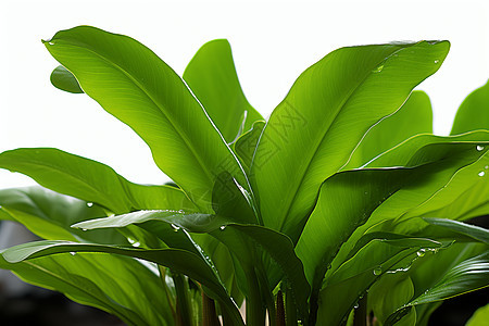 水滴覆盖的绿色植物贝尔丽娜图片