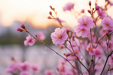 美丽的湖畔花海图片