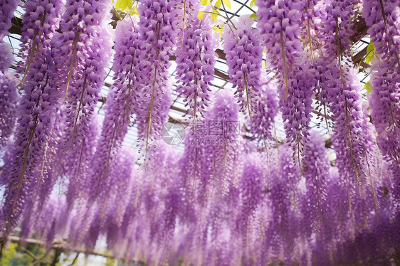 温室悬挂的紫色花束图片