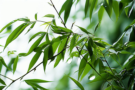 夏季郁郁葱葱的绿色竹海景观图片