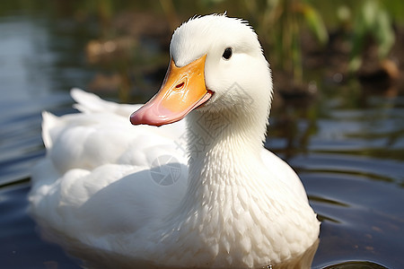 湖面的白鸭背景图片