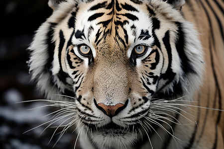 危险的野生动物孟加拉虎图片