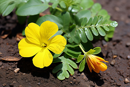 土壤中生长的黄色花朵图片