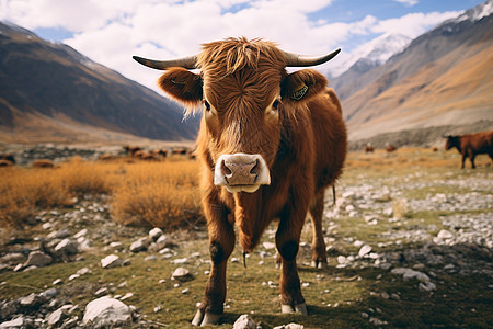 高原山区中的野生奶牛图片