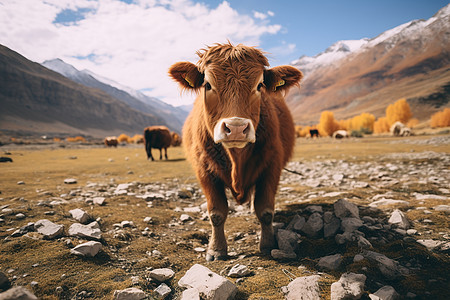 高原农场中的奶牛背景图片